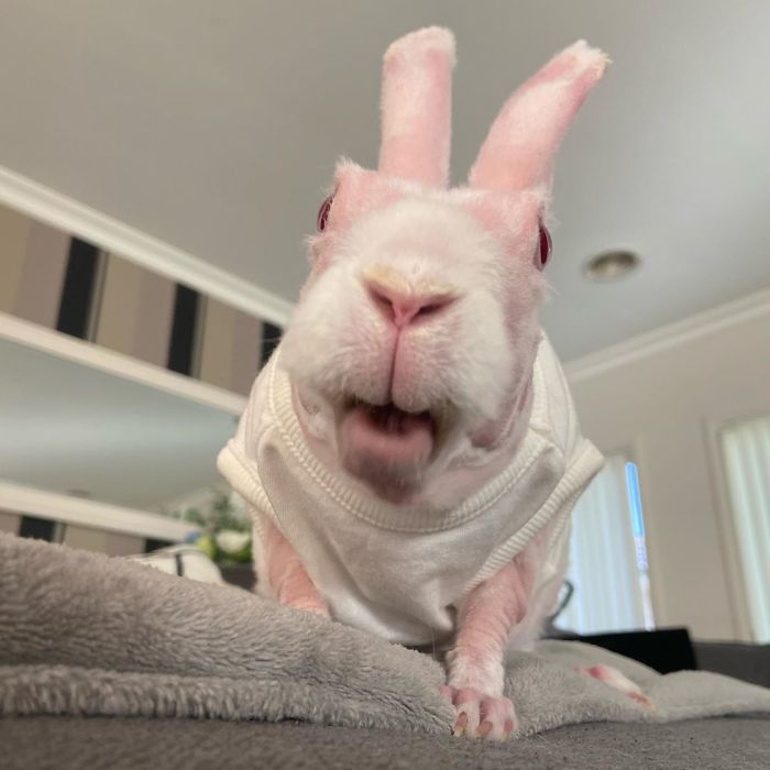 Mr. Bigglesworth, The Hairless Bunny, Was Rescued From Euthanasia, Now Lives As An Instagram Star Mr. Bigglesworth, The Hairless Bunny, Was Rescued From Euthanasia, Now Lives As An Instagram Star
