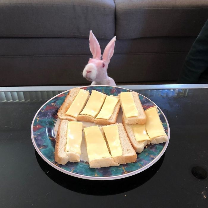 Mr. Bigglesworth, The Hairless Bunny, Was Rescued From Euthanasia, Now Lives As An Instagram Star Mr. Bigglesworth, The Hairless Bunny, Was Rescued From Euthanasia, Now Lives As An Instagram Star