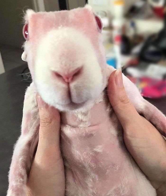 Mr. Bigglesworth, The Hairless Bunny, Was Rescued From Euthanasia, Now Lives As An Instagram Star Mr. Bigglesworth, The Hairless Bunny, Was Rescued From Euthanasia, Now Lives As An Instagram Star