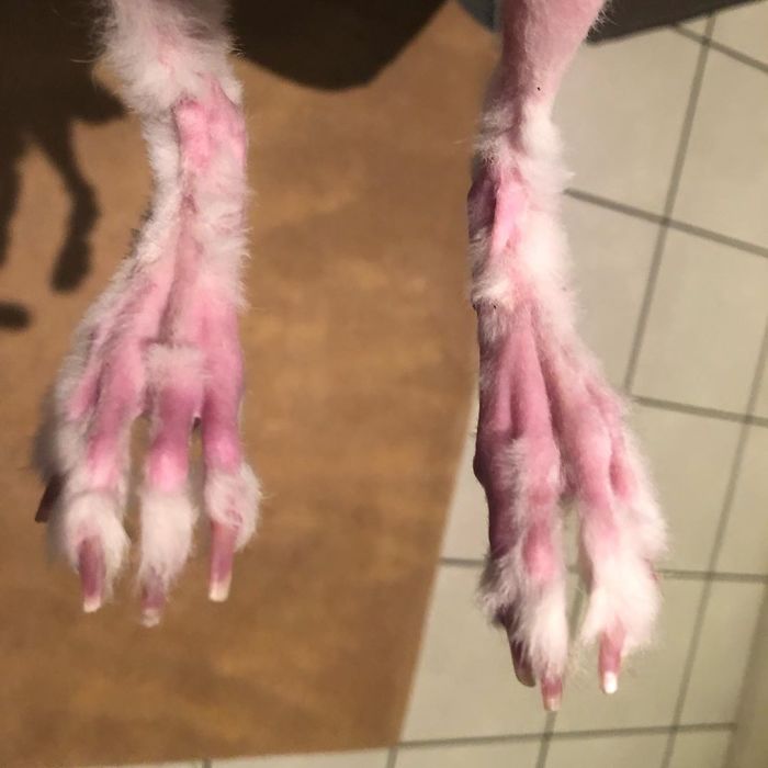 Mr. Bigglesworth, The Hairless Bunny, Was Rescued From Euthanasia, Now Lives As An Instagram Star Mr. Bigglesworth, The Hairless Bunny, Was Rescued From Euthanasia, Now Lives As An Instagram Star