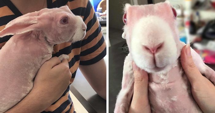 Mr. Bigglesworth, The Hairless Bunny, Was Rescued From Euthanasia, Now Lives As An Instagram StarMr. Bigglesworth, The Hairless Bunny, Was Rescued From Euthanasia, Now Lives As An Instagram Star