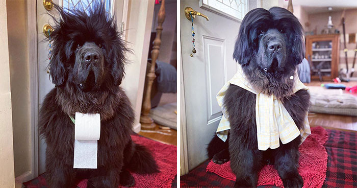 Owner Does Her Dog’s Hair Every Day Since The Lockdown Started And People Can’t Wait To See What The Next Day Will Bring