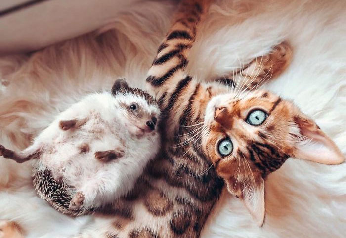 A todos les encantan las aventuras de este erizo y su mejor amigo, un gato de Bengala (30 fotos)