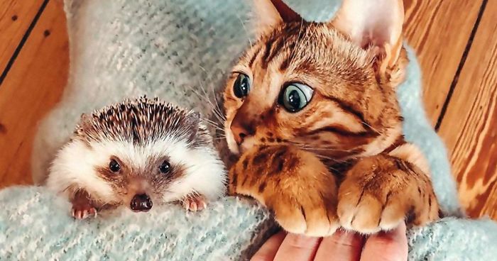People Are Loving The Adventures Of This Hedgehog And Its Bengal Best Friend (30 Pics)