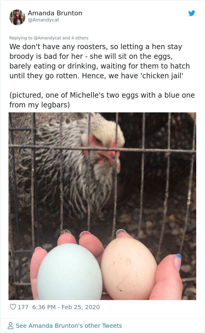 Woman Shares How She Realized Her Two Hens Were In A Lesbian Relationship In An Entertaining Thread Woman Shares How She Realized Her Two Hens Were In A Lesbian Relationship In An Entertaining Thread