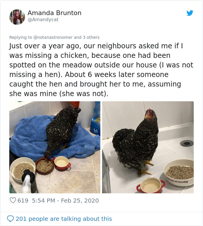 Woman Shares How She Realized Her Two Hens Were In A Lesbian Relationship In An Entertaining Thread