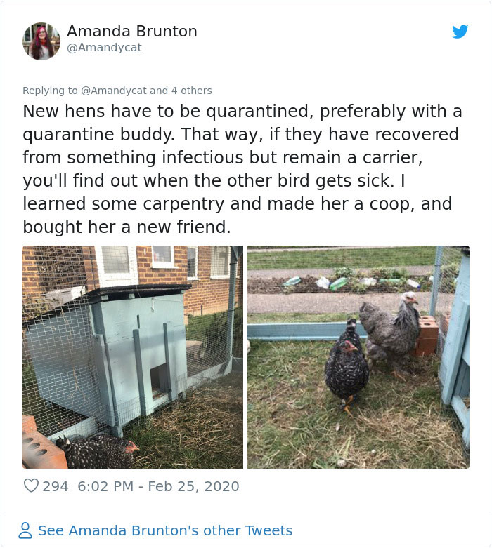 Woman Shares How She Realized Her Two Hens Were In A Lesbian Relationship In An Entertaining Thread Woman Shares How She Realized Her Two Hens Were In A Lesbian Relationship In An Entertaining Thread