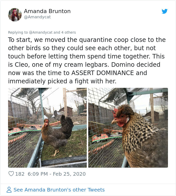 Woman Shares How She Realized Her Two Hens Were In A Lesbian Relationship In An Entertaining Thread