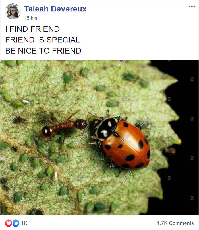 This Facebook Group Is Dedicated To People Pretending To Be Ants This Facebook Group Is Dedicated To People Pretending To Be Ants
