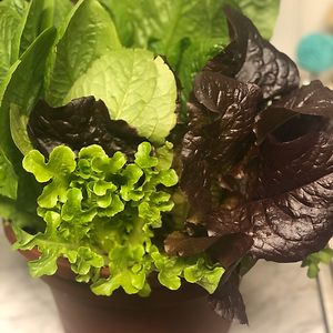 chuckusmaximus avatar