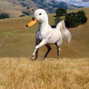 amyvandenberg avatar