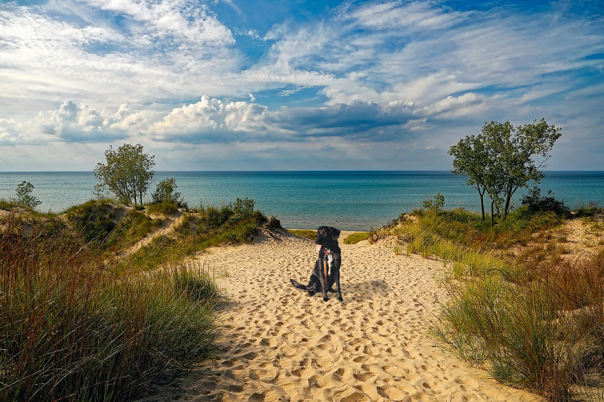 Photographer Transports Pets During Quarantine Using Photoshop