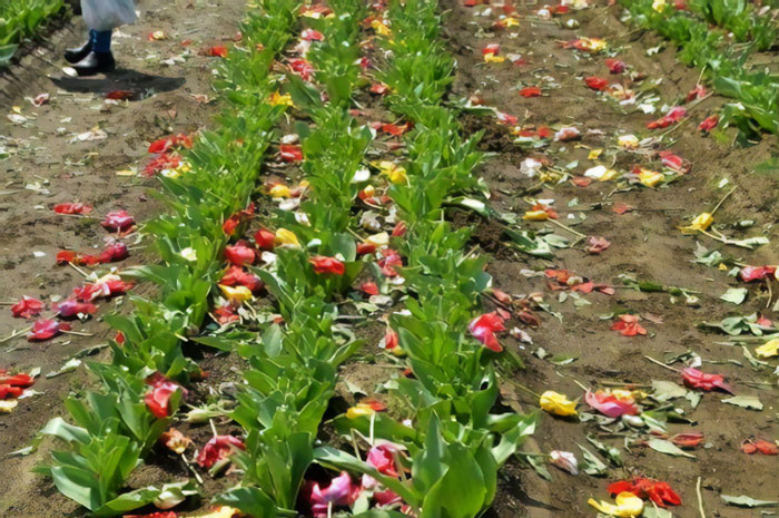 japan-square-cuts-800000-tulips-coronavi