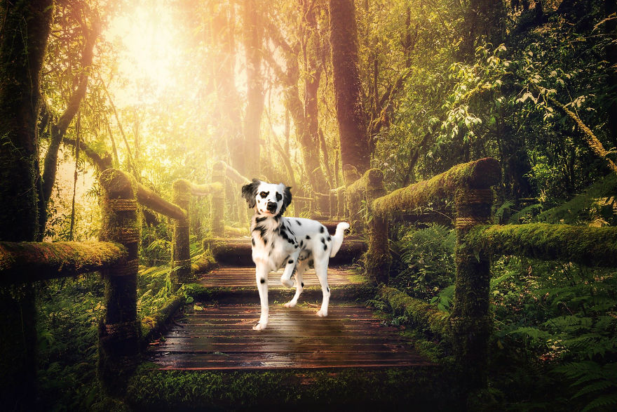 Photographer Transports Pets During Quarantine Using Photoshop