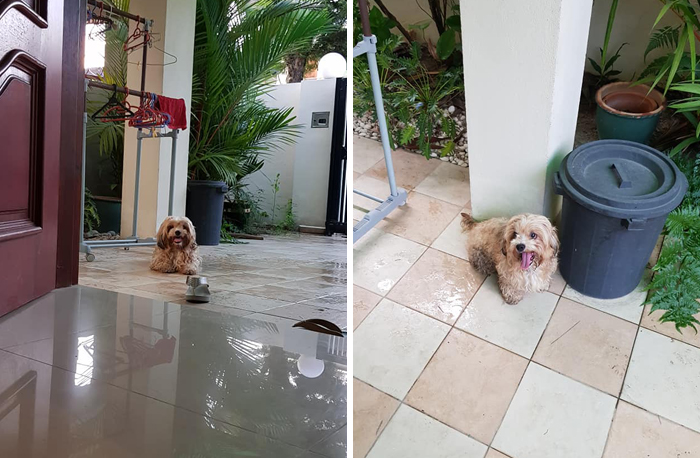 Man Left In Tears After Discovering The Note Tucked Behind Abandoned Dog's Collar Man Left In Tears After Discovering The Note Tucked Behind Abandoned Dog's Collar