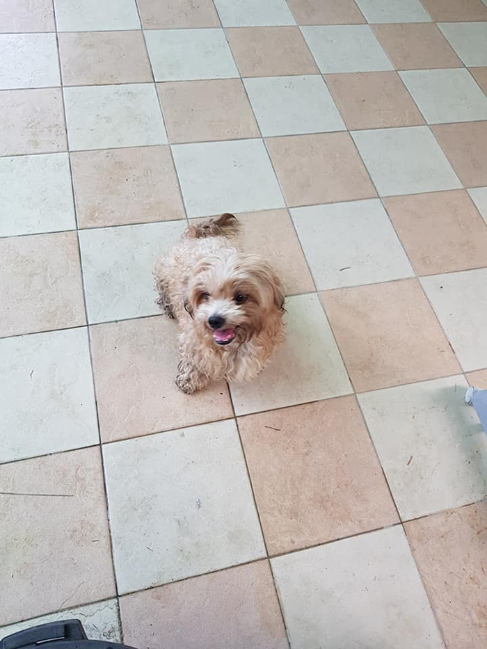 Man Left In Tears After Discovering The Note Tucked Behind Abandoned Dog's Collar