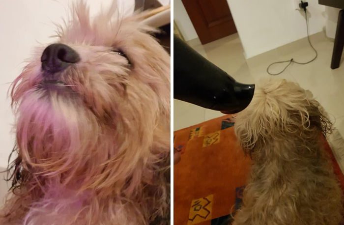 Man Left In Tears After Discovering The Note Tucked Behind Abandoned Dog's Collar Man Left In Tears After Discovering The Note Tucked Behind Abandoned Dog's Collar