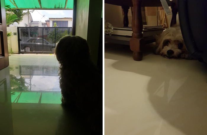 Man Left In Tears After Discovering The Note Tucked Behind Abandoned Dog's Collar