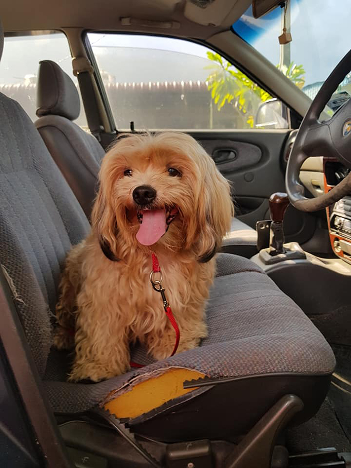 Man Left In Tears After Discovering The Note Tucked Behind Abandoned Dog's Collar Man Left In Tears After Discovering The Note Tucked Behind Abandoned Dog's Collar