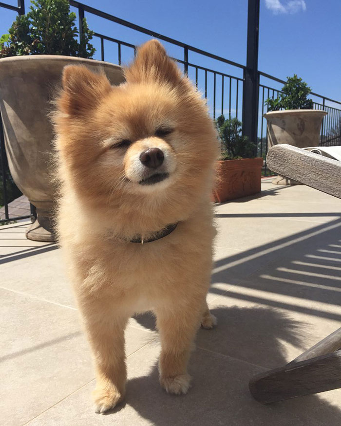 Woman Leaves Her Instagram Followers In Stitches After Grooming Her Dog In Self-Isolation