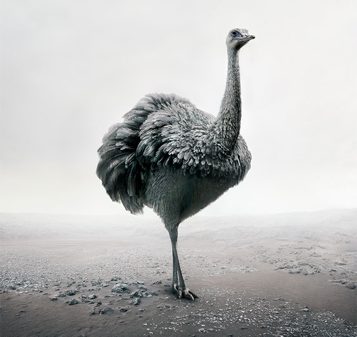 Meditations: My 16 Animal Montages That Express Self-Therapy