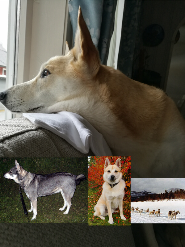 mixed_breed-5e9e0d1b5502e.jpg