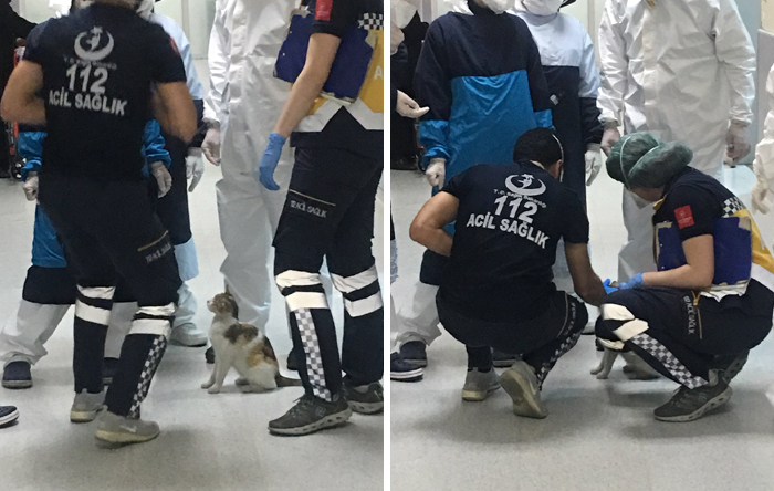 Mother Cat Brings Her Ill Kitten To The Hospital, Medics Rush To Help Them Mother Cat Brings Her Ill Kitten To The Hospital, Medics Rush To Help Them