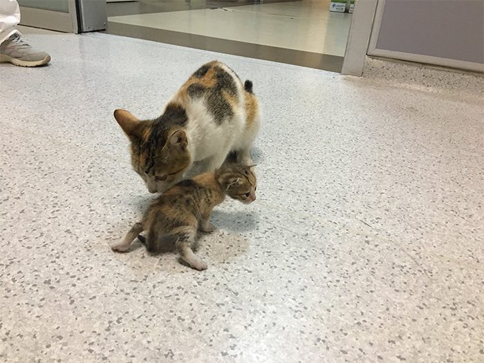Mother Cat Brings Her Ill Kitten To The Hospital, Medics Rush To Help Them Mother Cat Brings Her Ill Kitten To The Hospital, Medics Rush To Help Them