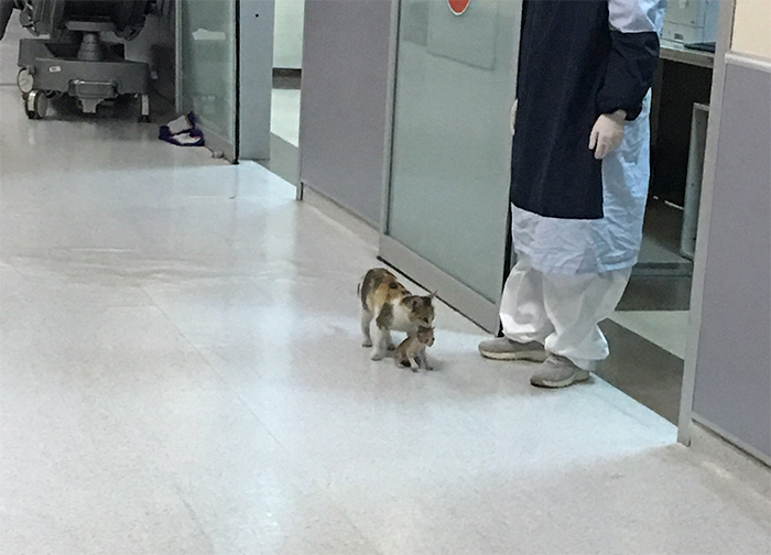 Mother Cat Brings Her Ill Kitten To The Hospital, Medics Rush To Help Them Mother Cat Brings Her Ill Kitten To The Hospital, Medics Rush To Help Them