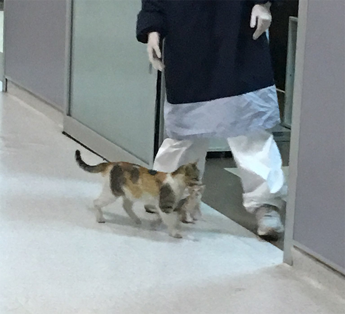 Mother Cat Brings Her Ill Kitten To The Hospital, Medics Rush To Help Them Mother Cat Brings Her Ill Kitten To The Hospital, Medics Rush To Help Them