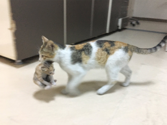 Mother Cat Brings Her Ill Kitten To The Hospital, Medics Rush To Help Them Mother Cat Brings Her Ill Kitten To The Hospital, Medics Rush To Help Them