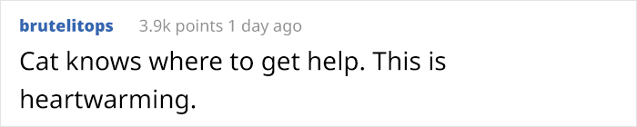 Mother Cat Brings Her Ill Kitten To The Hospital, Medics Rush To Help Them