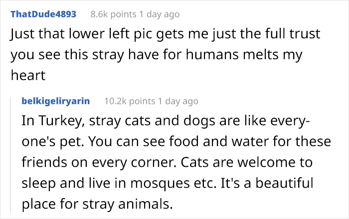 Mother Cat Brings Her Ill Kitten To The Hospital, Medics Rush To Help Them Mother Cat Brings Her Ill Kitten To The Hospital, Medics Rush To Help Them