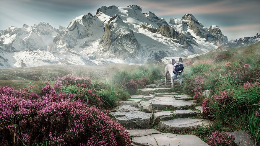 Photographer Transports Pets During Quarantine Using Photoshop