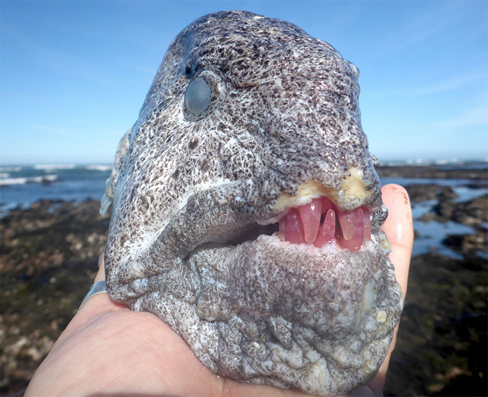 Wolf Eel Head Found In Tide Pool