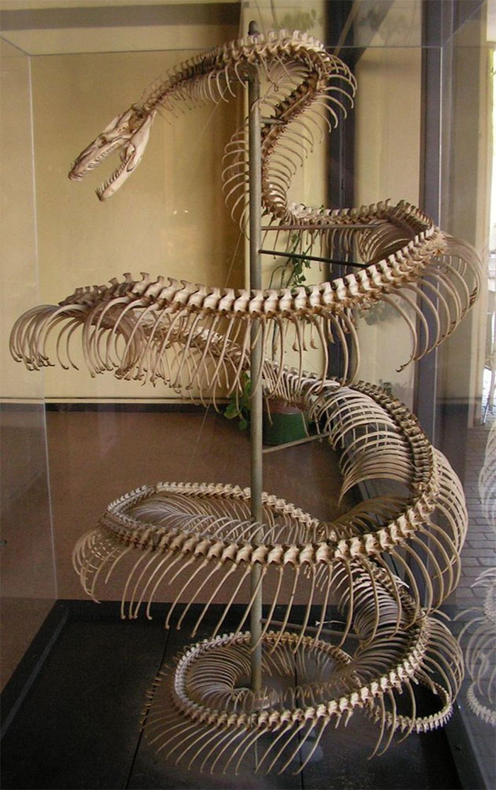 Skeleton Of A 28ft Anaconda