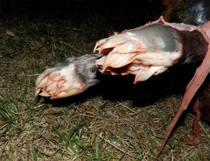 Hooves Of A Newborn Horse