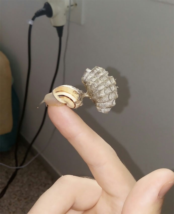 This Snail With A Wasp Nest On It