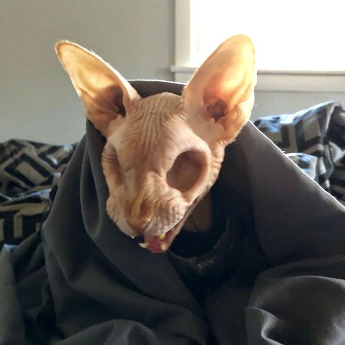 Sphynx Cat With No Eyes