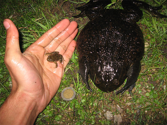 This Is One Of The Largest And Potentially Heaviest Frogs (Up To 3 Kg In Very Large Individuals)