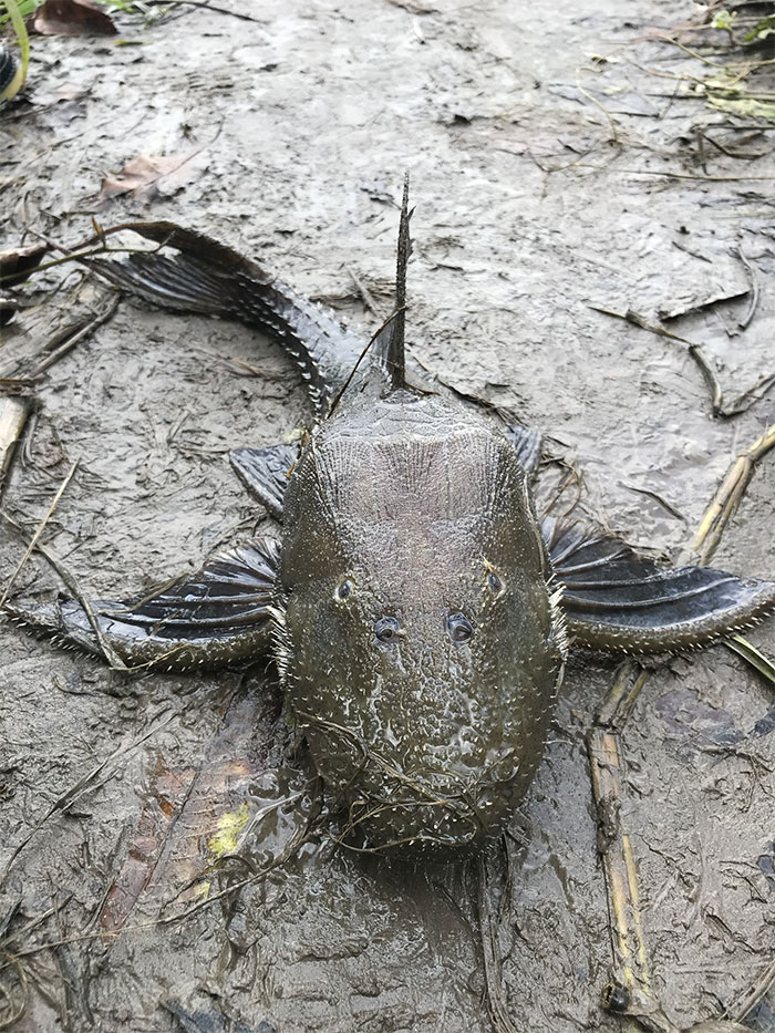 Fish I Found In The Amazon River