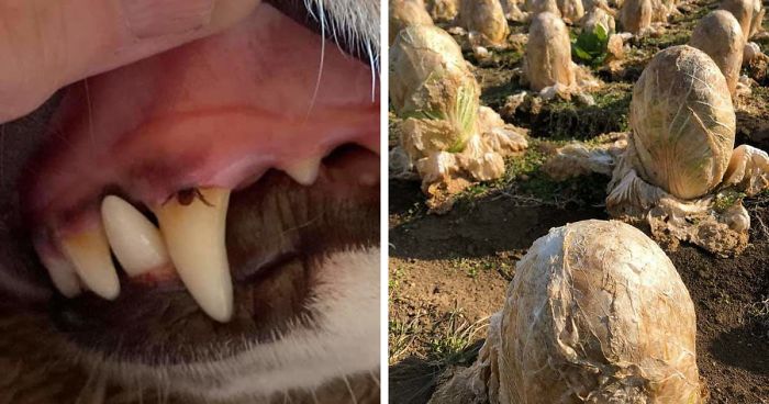 40 Times Mother Nature Proved To Be Scary As Hell (WARNING: This List Might Be Too Scary For You)