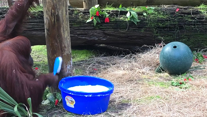 This Sanctuary Captures An Incredible Moment 34-Year-Old Orangutan Learns To Wash Her Hands