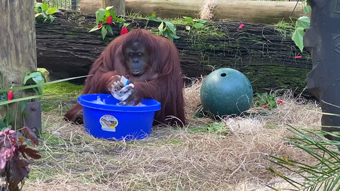 This Sanctuary Captures An Incredible Moment 34-Year-Old Orangutan Learns To Wash Her Hands