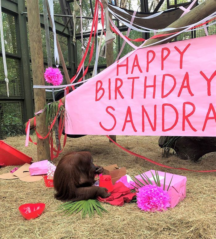 This Sanctuary Captures An Incredible Moment 34-Year-Old Orangutan Learns To Wash Her Hands