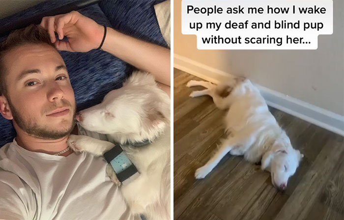 Guy Shows How He Wakes Up His Blind And Deaf Dog Without Scaring Her, Receives Almost 13 Million Likes