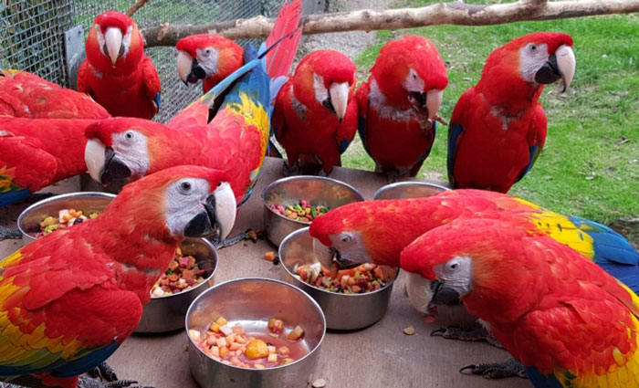 Zookeepers Self-Isolate In A UK Wildlife Park For 3 Months To Take Care Of Animals