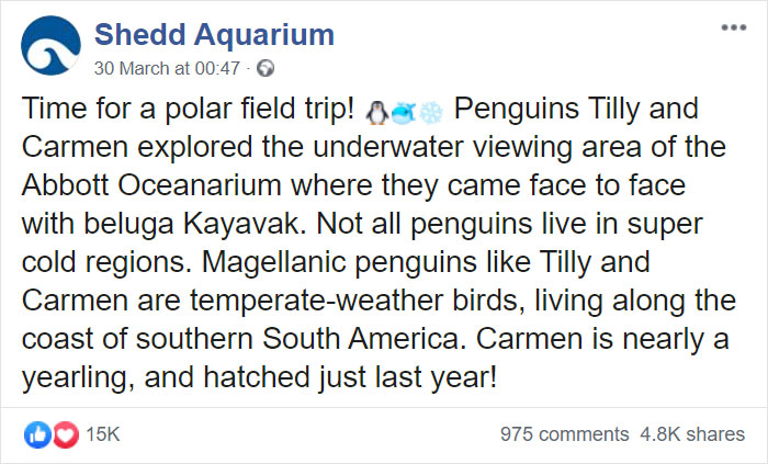 Penguins Meet Beluga Whales In A Closed Aquarium And It's Adorable How Curious They Are Penguins Meet Beluga Whales In A Closed Aquarium And It's Adorable How Curious They Are