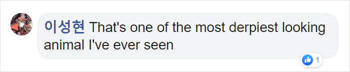 Penguins Meet Beluga Whales In A Closed Aquarium And It's Adorable How Curious They Are Penguins Meet Beluga Whales In A Closed Aquarium And It's Adorable How Curious They Are