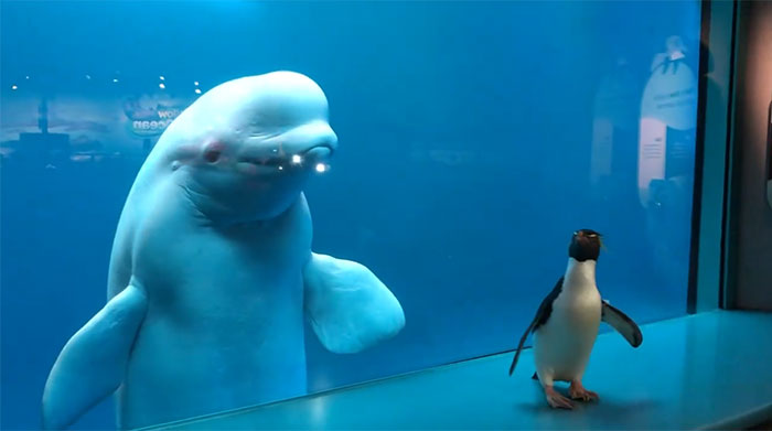 Penguins Meet Beluga Whales In A Closed Aquarium And It's Adorable How Curious They Are Penguins Meet Beluga Whales In A Closed Aquarium And It's Adorable How Curious They Are